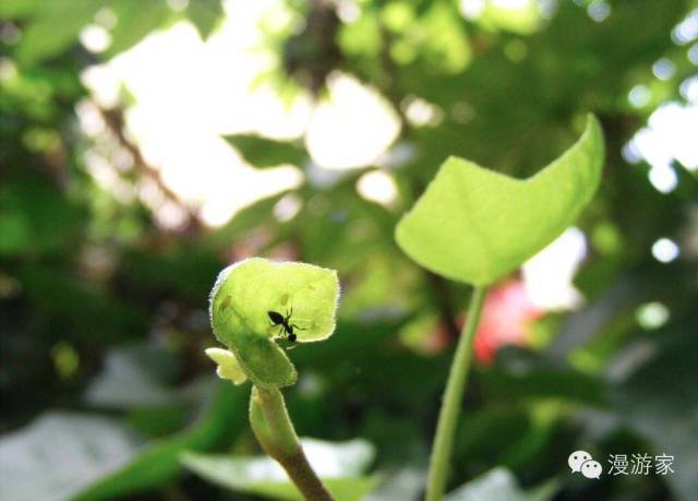 按此在新窗口打开图片